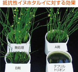 スルホニルウレア抵抗性雑草に対する効果