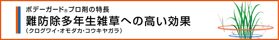 難防除多年生雑草への高い効果