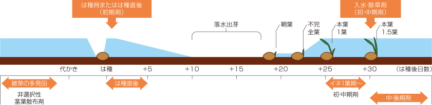 慣行の処理時期と水管理