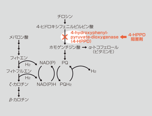 4-HPPD阻害の作用経路