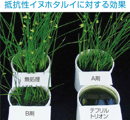 スルホニルウレア抵抗性雑草に対する効果