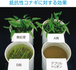 スルホニルウレア抵抗性雑草に対する効果