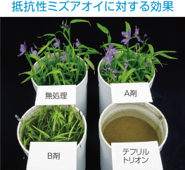 スルホニルウレア抵抗性雑草に対する効果