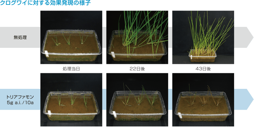 難防除多年生雑草に対する効果発現（クログワイ、オモダカ、コウキヤガラ）