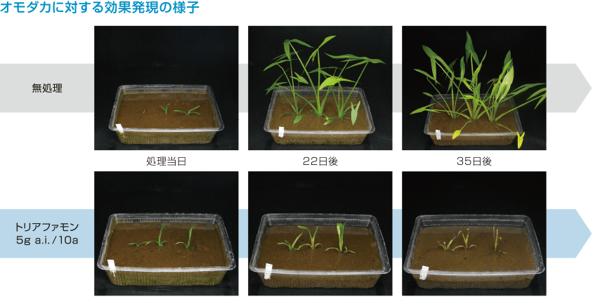 難防除多年生雑草に対する効果発現（クログワイ、オモダカ、コウキヤガラ）