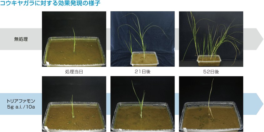 難防除多年生雑草に対する効果発現（クログワイ、オモダカ、コウキヤガラ）