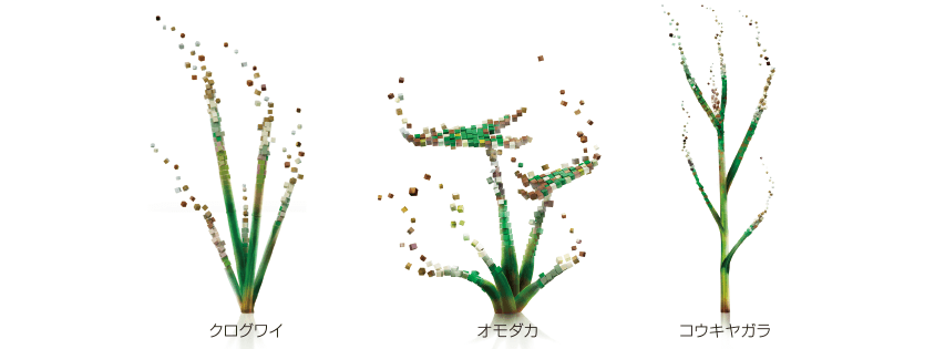 難防除多年生雑草に対する効果発現（クログワイ、オモダカ、コウキヤガラ）