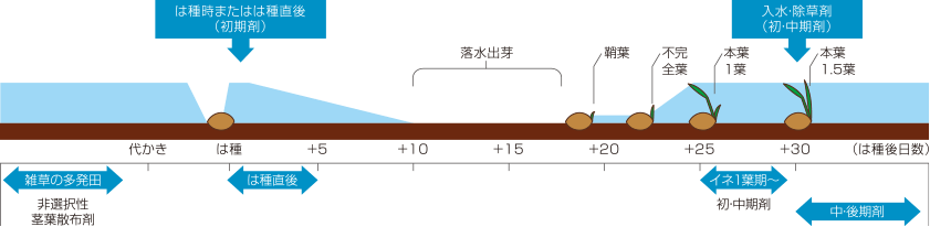 慣行の処理時期と水管理