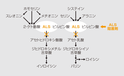 作用機構