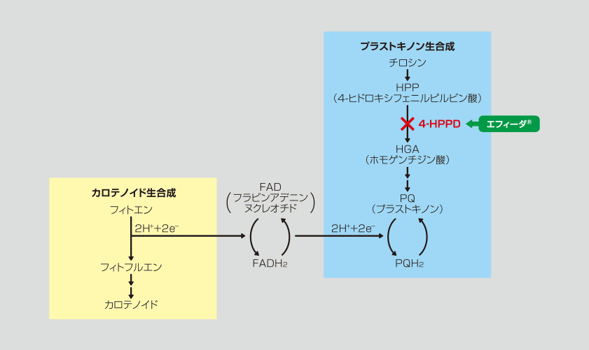 エフィーダ®の作用機構