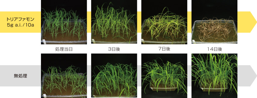 トリアファモンのノビエに対する効果発現の様子