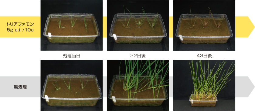 クログワイに対する効果発現の様子