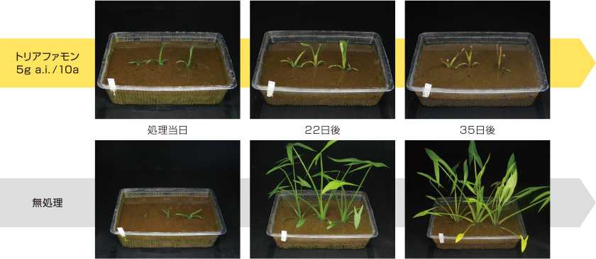 オモダカに対する効果発現の様子