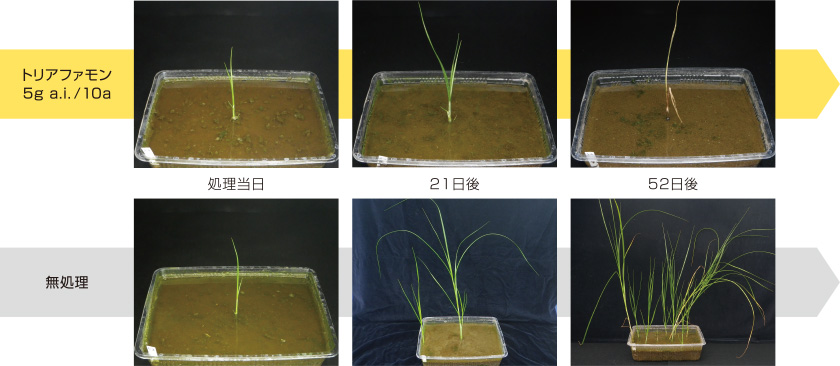 コウキヤガラに対する効果発現の様子