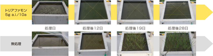 クログワイに対する除草効果