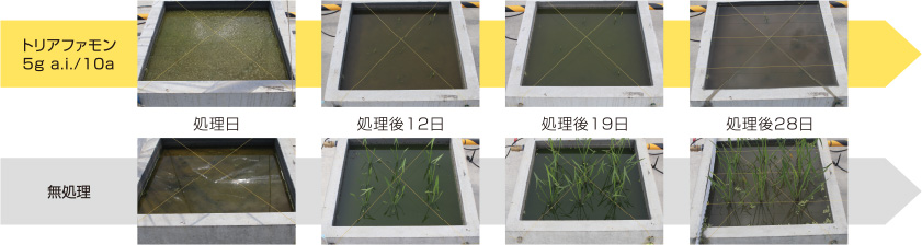 オモダカに対する除草効果