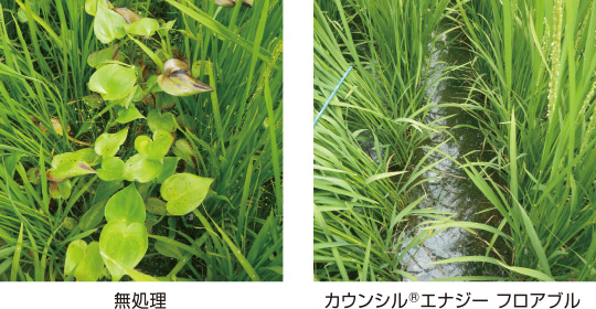 カウンシル®エナジー フロアブルのミズアオイに対する除草効果