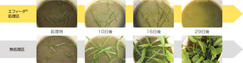 エフィーダ® のコナギに対する作用症状（2葉期処理）