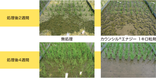 カウンシル®エナジー 1キロ粒剤の田植同時処理の効果と安全性