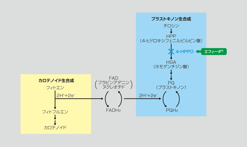 エフィーダ®の作用機構