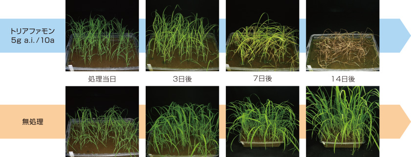 トリアファモンのノビエに対する効果発現の様子