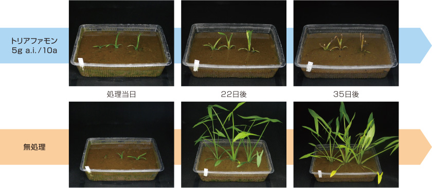 オモダカに対する効果発現の様子