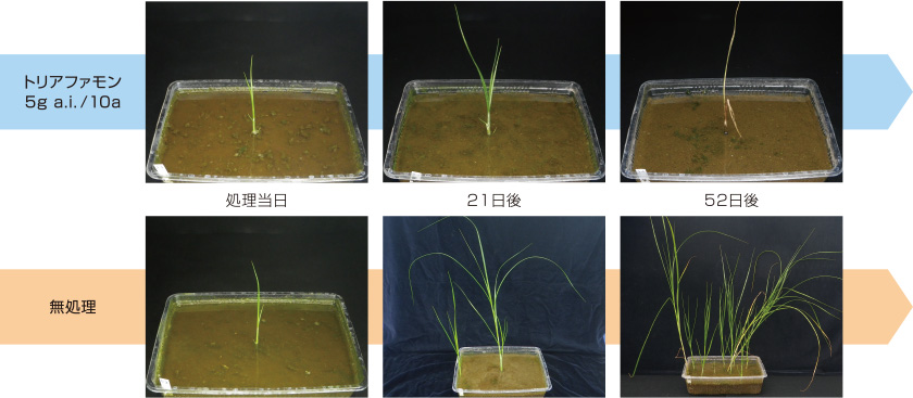 コウキヤガラに対する効果発現の様子