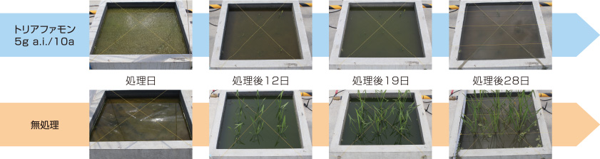 オモダカに対する除草効果