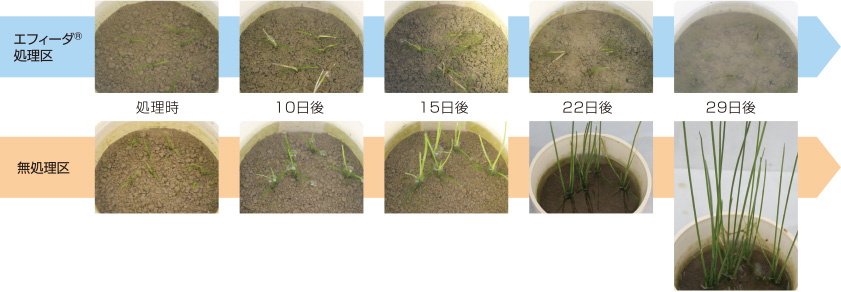 エフィーダ® のイヌホタルイに対する作用症状（2葉期処理）