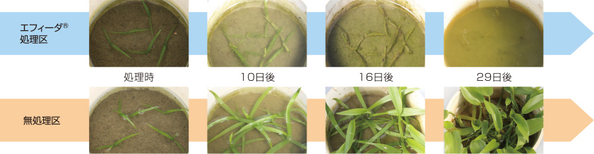 エフィーダ® のコナギに対する作用症状（2葉期処理）