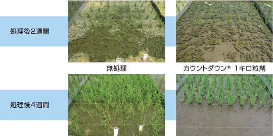 カウントダウン® 1キロ粒剤の田植同時処理の効果と安全性