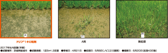 早期ノビエ2.5葉期処理