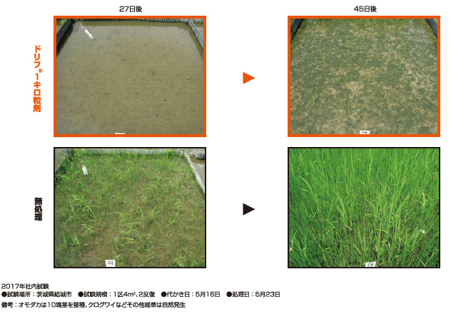 オモダカ、クログワイに対する除草効果