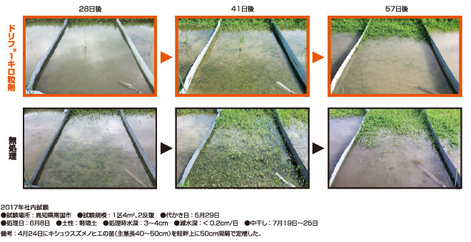 キシュウスズメノヒエに対する除草効果（本田侵入前処理）