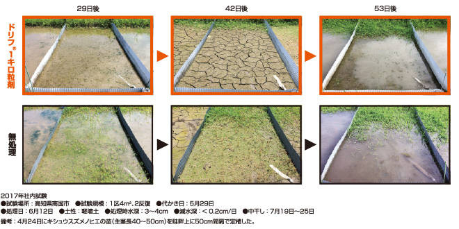 キシュウスズメノヒエに対する除草効果(本田侵入始期処理）