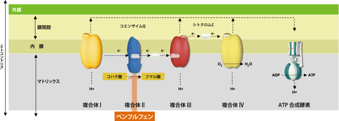 作用特性