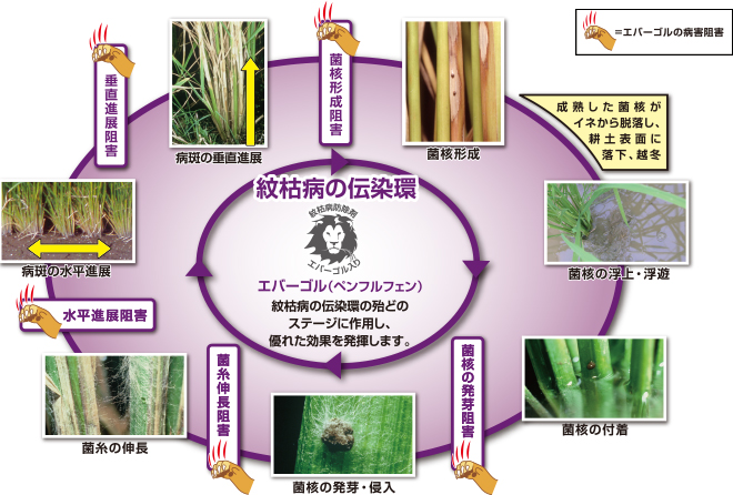 イネ紋枯病に対する作用