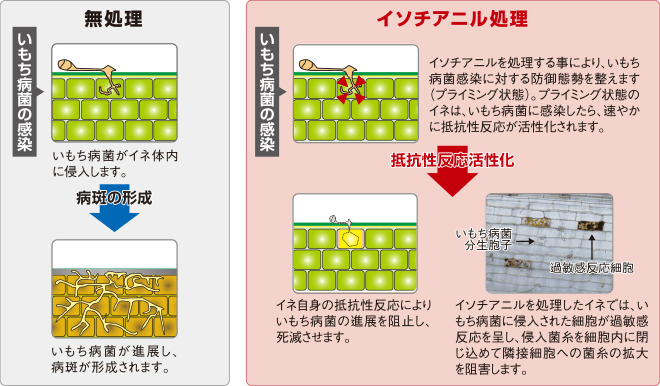 作用特性