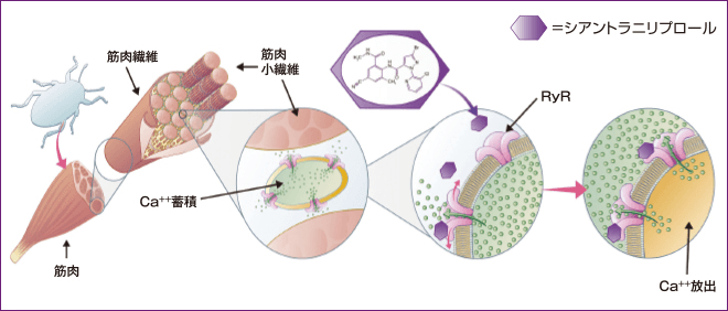 作用特性