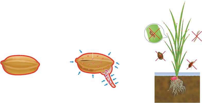 水稲種子処理とは