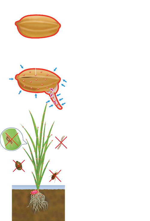 水稲種子処理とは