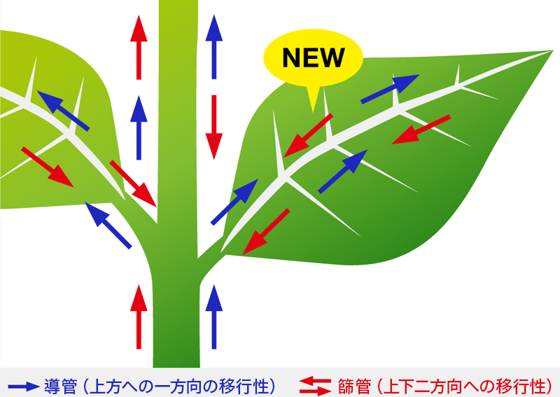 有効成分の移行性