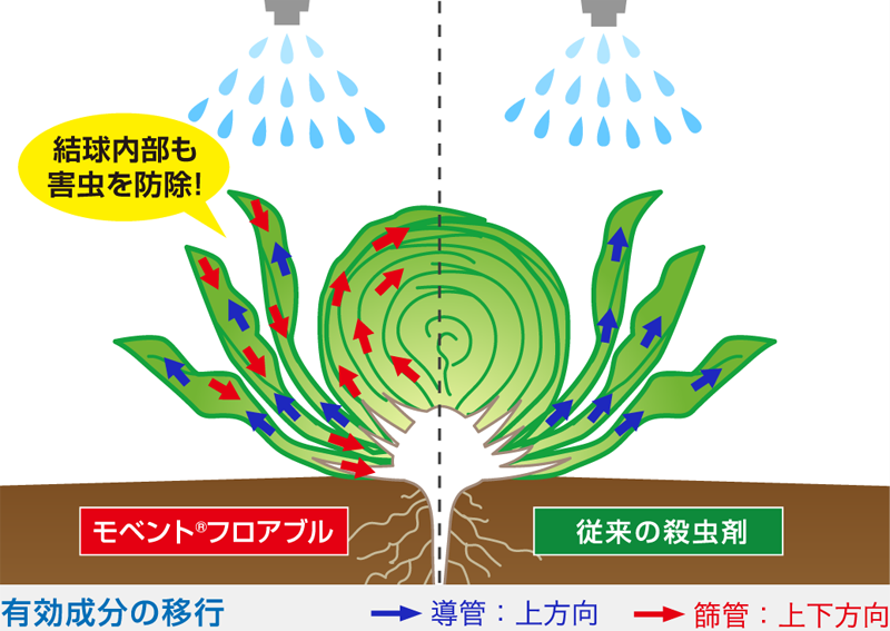 結球内への移行性(キャベツ)