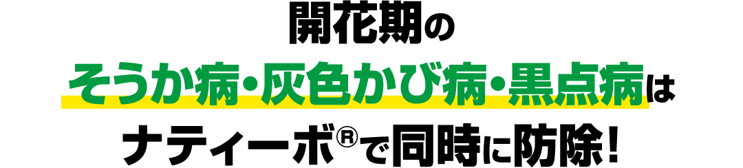 開花期のそうか病・灰⾊かび病・⿊点病はナティーボ®で同時に防除！