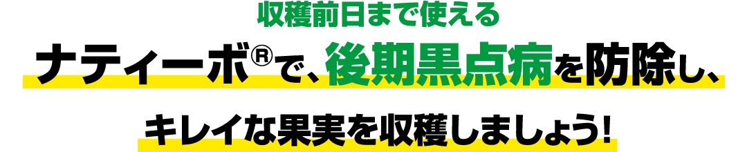 収穫前⽇まで使えるナティーボ®で、後期⿊点病を防除し、キレイな果実を収穫しましょう！