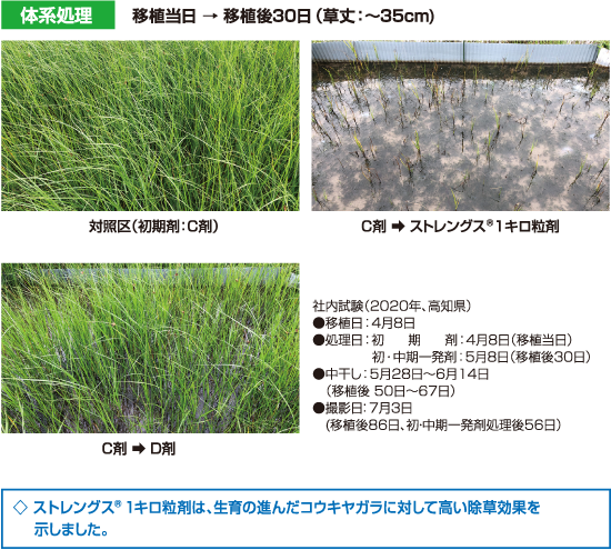 コウキヤガラに対する除草効果