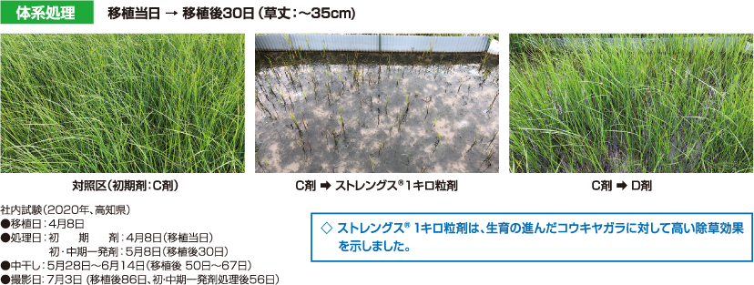 コウキヤガラに対する除草効果