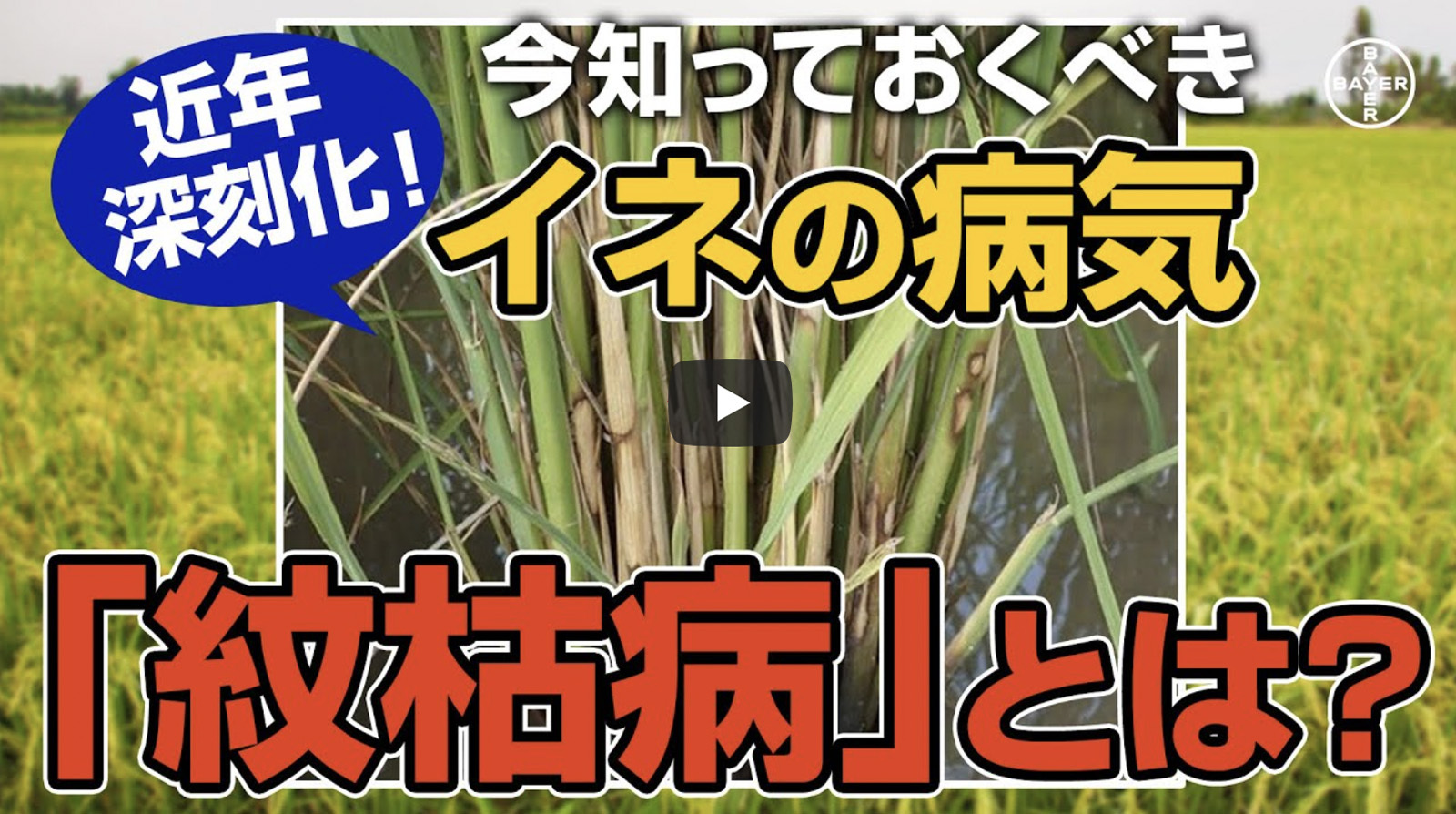 近年深刻化！今知っておくべきイネの病気「紋枯病」とは？