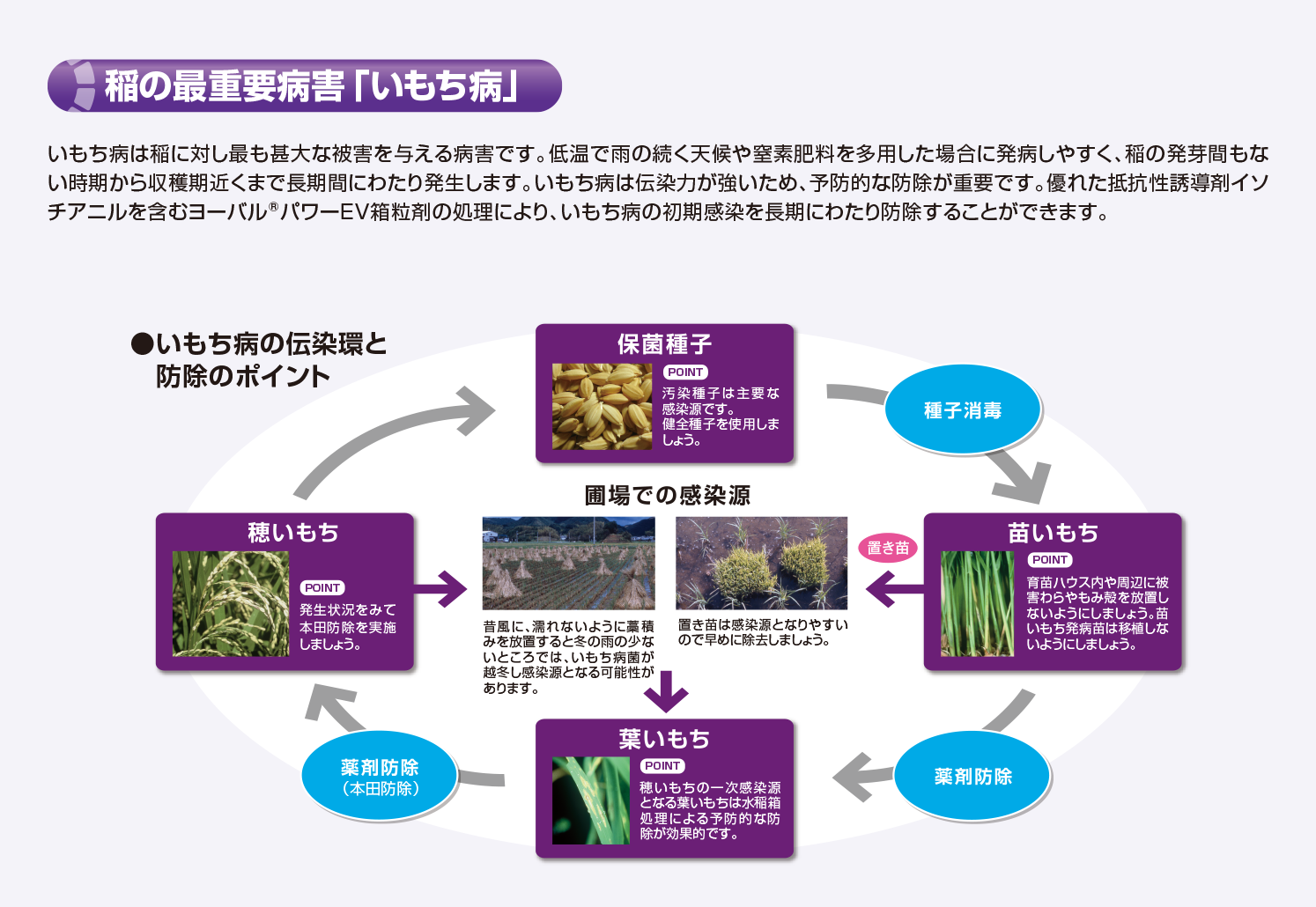 稲の最重要病害「いもち病」