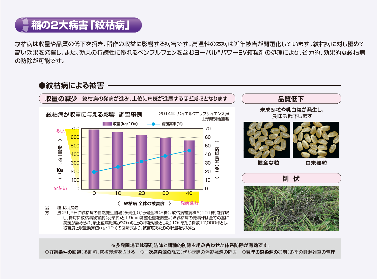 稲の2大病害「紋枯病」